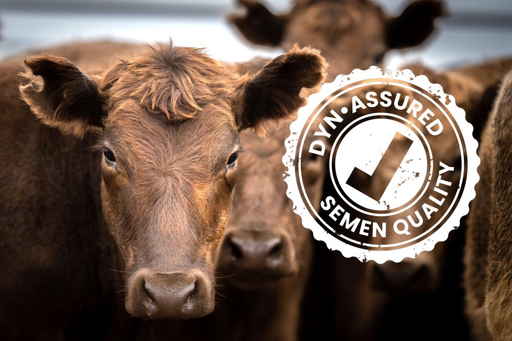 Dynescan semen analyser detects substandard bull semen batch